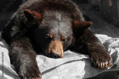 closeup of dead black bear  Quebec, Canada