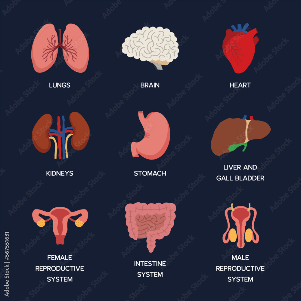 Internal organs. Human body anatomy organ icons, cartoon lungs and ...