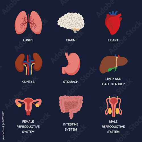 Internal organs. Human body anatomy organ icons, cartoon lungs and heart, urinary system and liver, reproductive function and brain, illustration