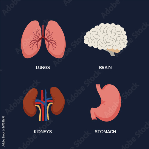 Human Internal organs, cartoon anatomy body parts brain and lungs, stomach and kidneys, vector illustration