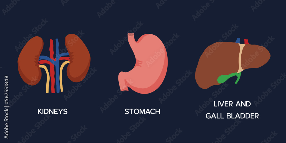 Human Internal organs, cartoon anatomy body parts, stomach, kidneys and liver with gall bladder, vector illustration