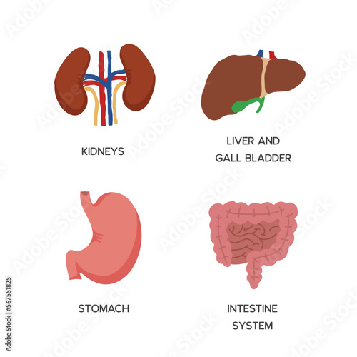 Human Internal organs, cartoon anatomy body parts, stomach with intestinal system, kidneys and liver with gall bladder, vector illustration