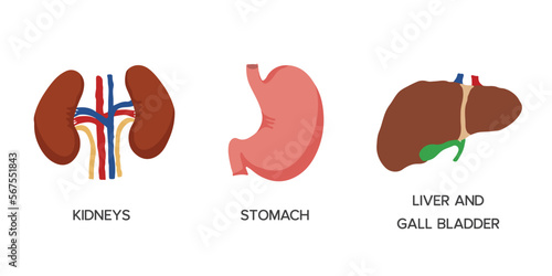 Human Internal organs, cartoon anatomy body parts, stomach, kidneys and liver with gall bladder, vector illustration