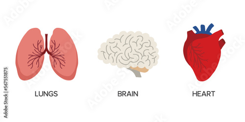 Human Internal organs, cartoon anatomy body parts brain, heart and lungs, vector illustration