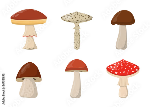 Amanita Toadstool Porcini Suillus Shiitake mushroom. Edible Organic mushrooms. Forest wild mushrooms types.