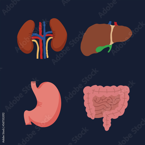 Human Internal organs, cartoon anatomy body parts, stomach with intestinal system, kidneys and liver with gall bladder, vector illustration