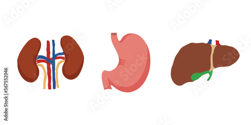 Human Internal organs, cartoon anatomy body parts, stomach, kidneys and liver with gall bladder, vector illustration