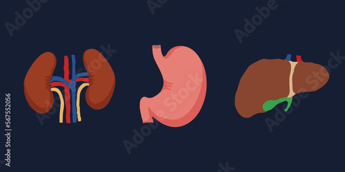 Human Internal organs, cartoon anatomy body parts, stomach, kidneys and liver with gall bladder, vector illustration