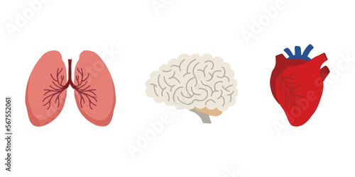 Human Internal organs, cartoon anatomy body parts brain, heart and lungs, vector illustration
