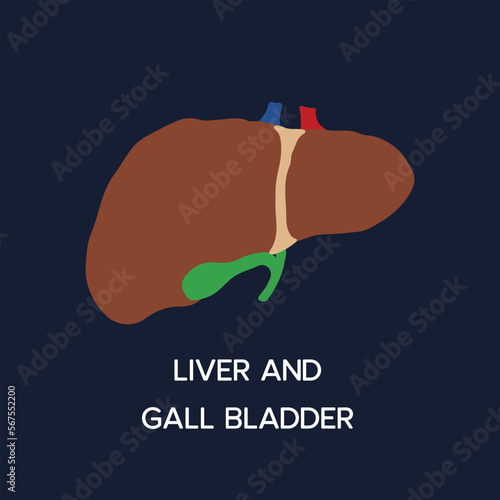 Human Internal organs, cartoon anatomy body part liver with gall bladder, vector illustration