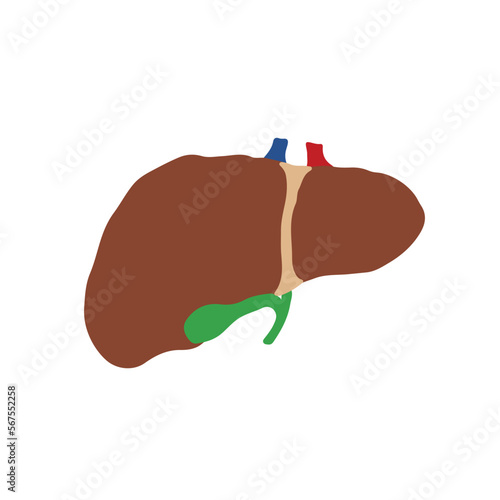 Human Internal organs, cartoon anatomy body part liver with gall bladder, vector illustration