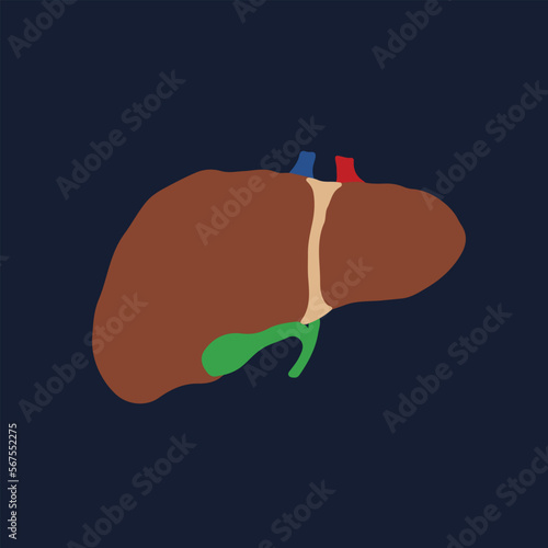 Human Internal organs, cartoon anatomy body part liver with gall bladder, vector illustration