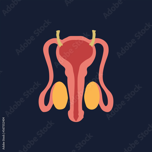 Human Internal organs, cartoon anatomy body part male reproductive system, vector illustration