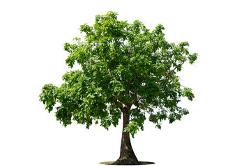 Tree on transparent picture background with clipping path, single tree with clipping path and alpha channel