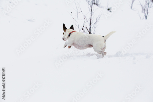 jack russell terrier dog playing in snow 