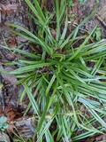 Close-up of sedge, most likely a True Sedge (Genus Carex), growing out the dead leaves on the ground