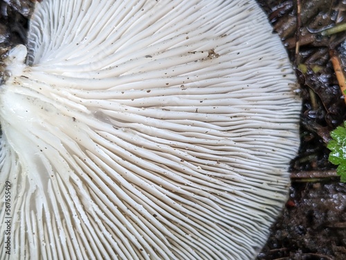 Extreme close-up of oyster mushroom (Pleurotus ostreatus) gills, showing interesting textures from underneath the fungi and some dirt from the surrounding nature area showing.