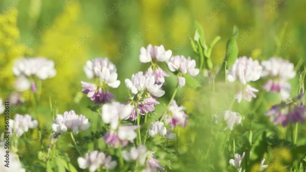 Meadow, multicolored flowers on a sunny, clear summer day, on an open diaphragm. Blur, shallow depth of field. Meadow, multicolored flowers on a sunny, clear summer day, on an open diaphragm. Blur, shallow depth of field.