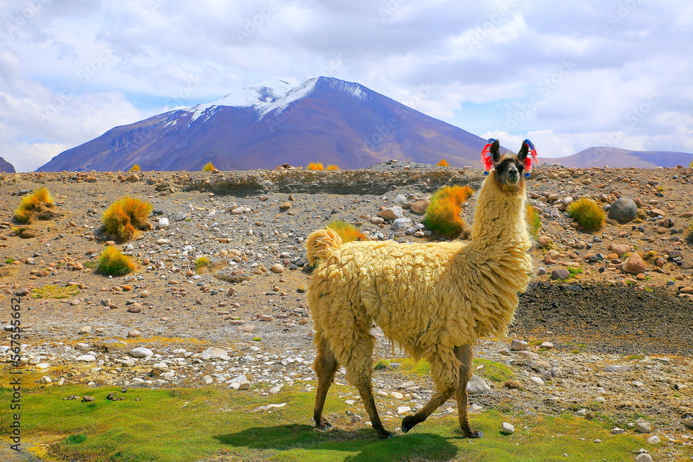 Llama, high altitude Camelid from South America in Bolivia altiplano