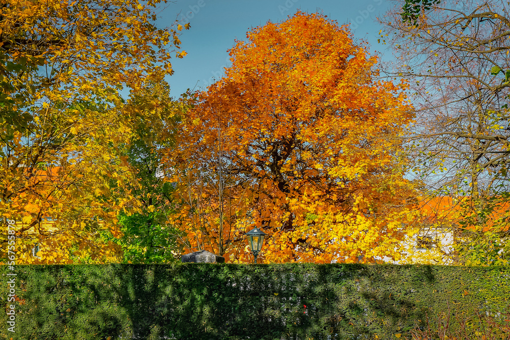 Autumn foliage colors in Vienna public park, Austria