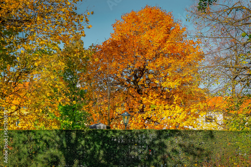 Obraz na płótnie Autumn foliage colors in Vienna public park, Austria w salonie