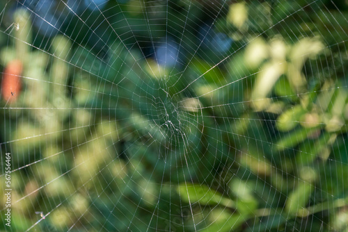 A Huge Spider Web Among The Evergreen Trees In September