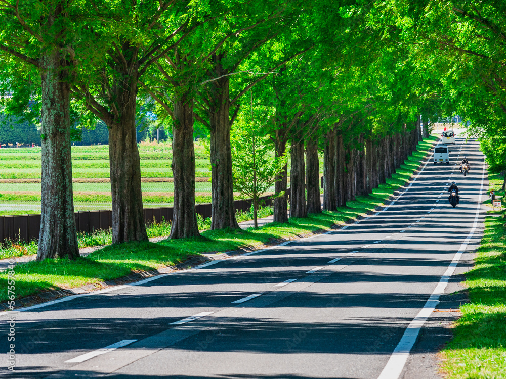 Obraz premium 春・新緑・緑イメージ マキノ高原