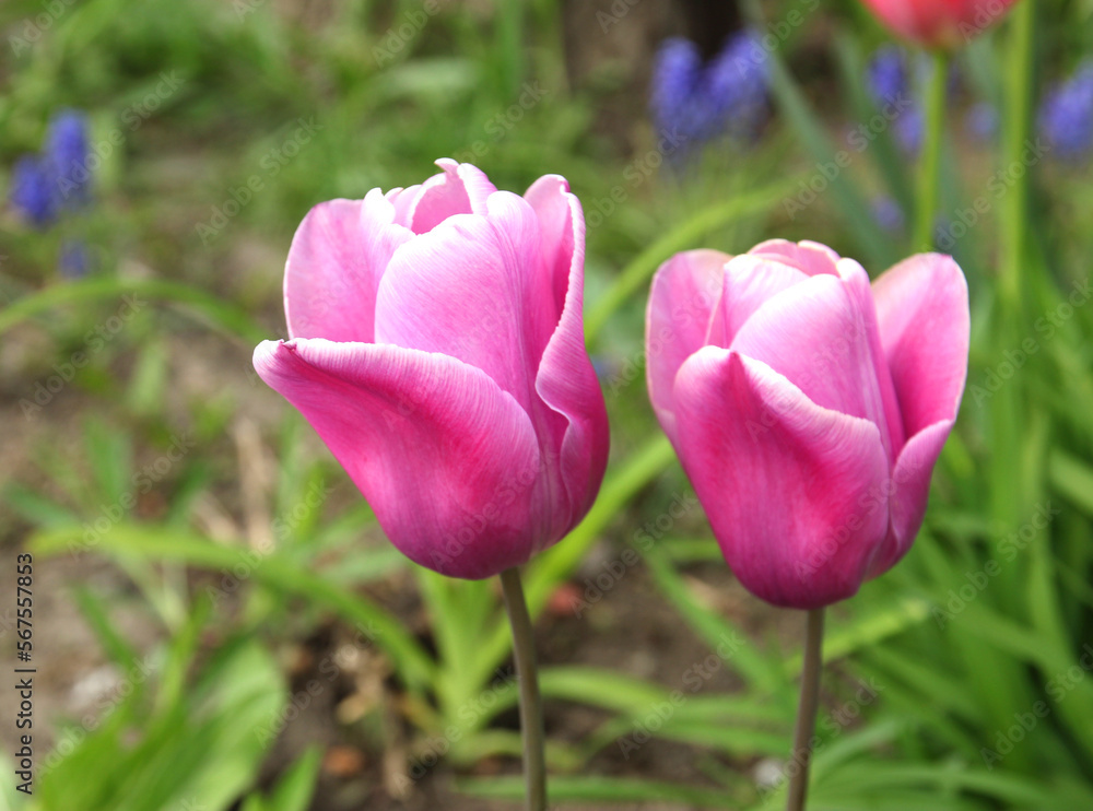 Beautiful bouquet of tulips in the garden