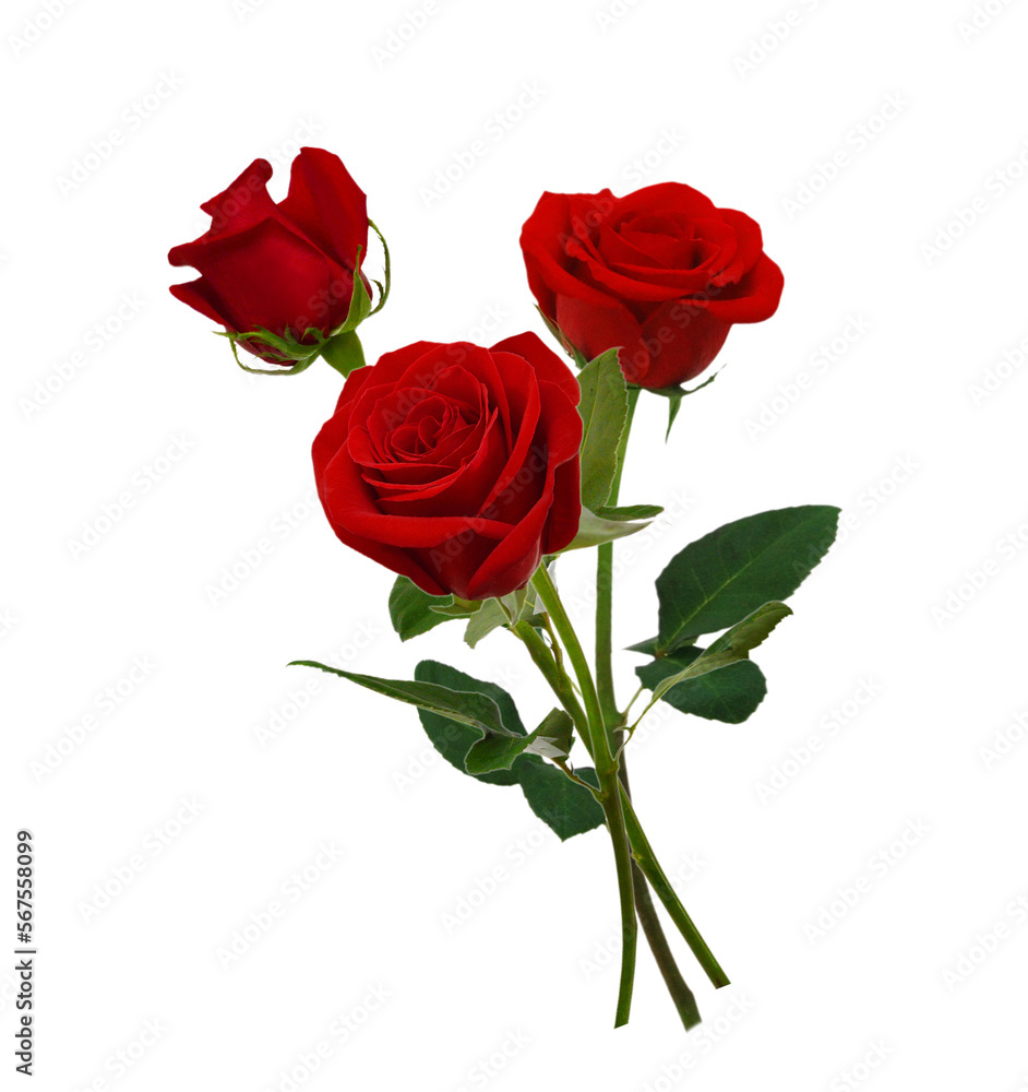 Bunch of rosy roses isolated on white Bunch of rosy roses isolated on white