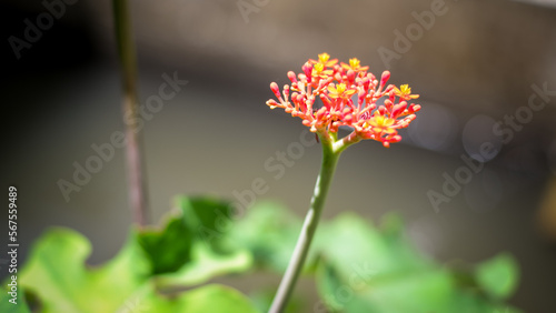 Jatropha podagrica ornamental plant with green leaves,Close up photo. photo
