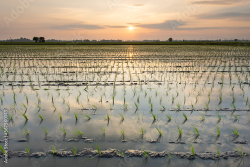 Beautiful landscape paddy rice field growing on the countryside at sunset