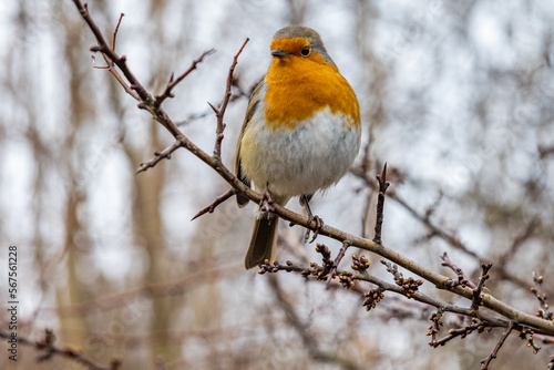 A Robin Redbreast on a tree in winter. Shot at London Wetland in Barnes.