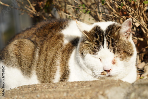 Wallpaper Mural 暖かい Torontodigital.ca