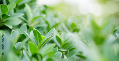 Closeup of beautiful nature view green leaf on blurred greenery background in garden with copy space using as background cover page concept.