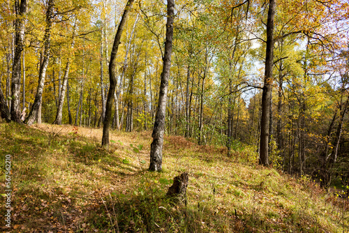 Colorful autumn landscape with a view of a birch grove on a slope