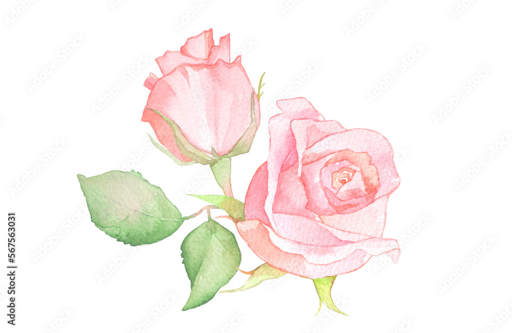 背景が透明な水彩バラの花の素材イラスト 背景が透明な水彩バラの花の素材イラスト