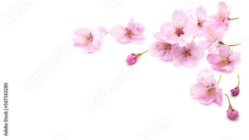 Fototapeta Naklejka Na Ścianę i Meble -  Cherry blossom isolated on white background. sign of spring. copy space.
