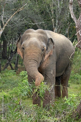 Adult Sri lankan elephant on the road. Sri Lankan elephant  Elephas maximus maximus . Yala National Park. Sri Lanka