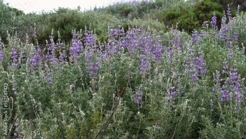 Silver Lupine close-up (Lupinus argenteus) in bloom, silvery-green leaves line the stems, and violet, pea-like flowers are arranged in a showy spike.