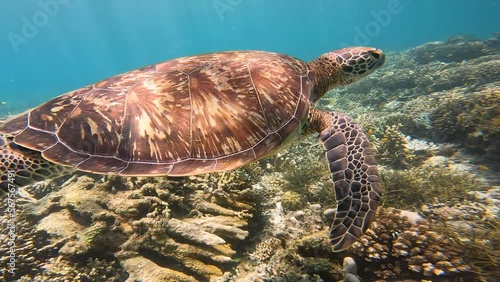 Sea turtle swims underwater near coral reef. Clear water of Philippines allows you to dive into marine world with the inhabitants of the coral reef in the form of sea turtles. Diving with turtles