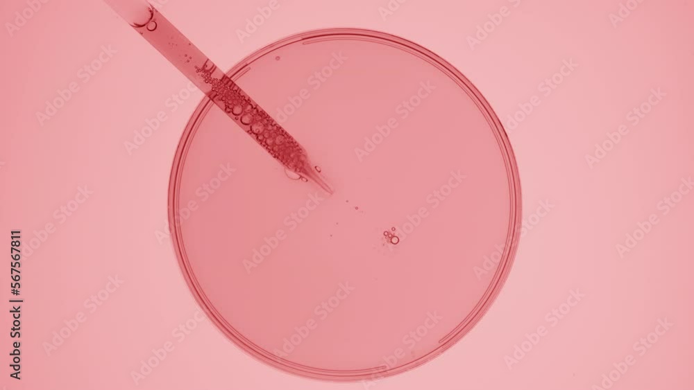 Top view extreme close-up shot of lab dropper takes pink liquid from watch glass round on pale pink background | Abstract body care cosmetics formulation concept Top view extreme close-up shot of lab dropper takes pink liquid from watch glass round on pale pink background | Abstract body care cosmetics formulation concept