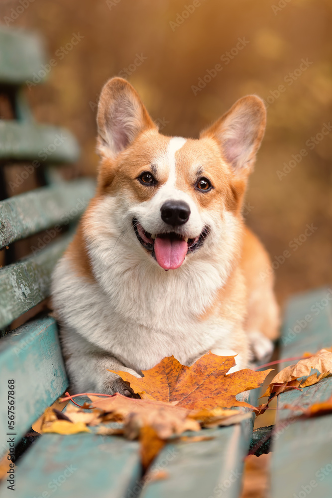 Close up portrait of happy welsh corgi pembroke breed dog lying on bench with fallen leaves at autumn nature Close up portrait of happy welsh corgi pembroke breed dog lying on bench with fallen leaves at autumn nature