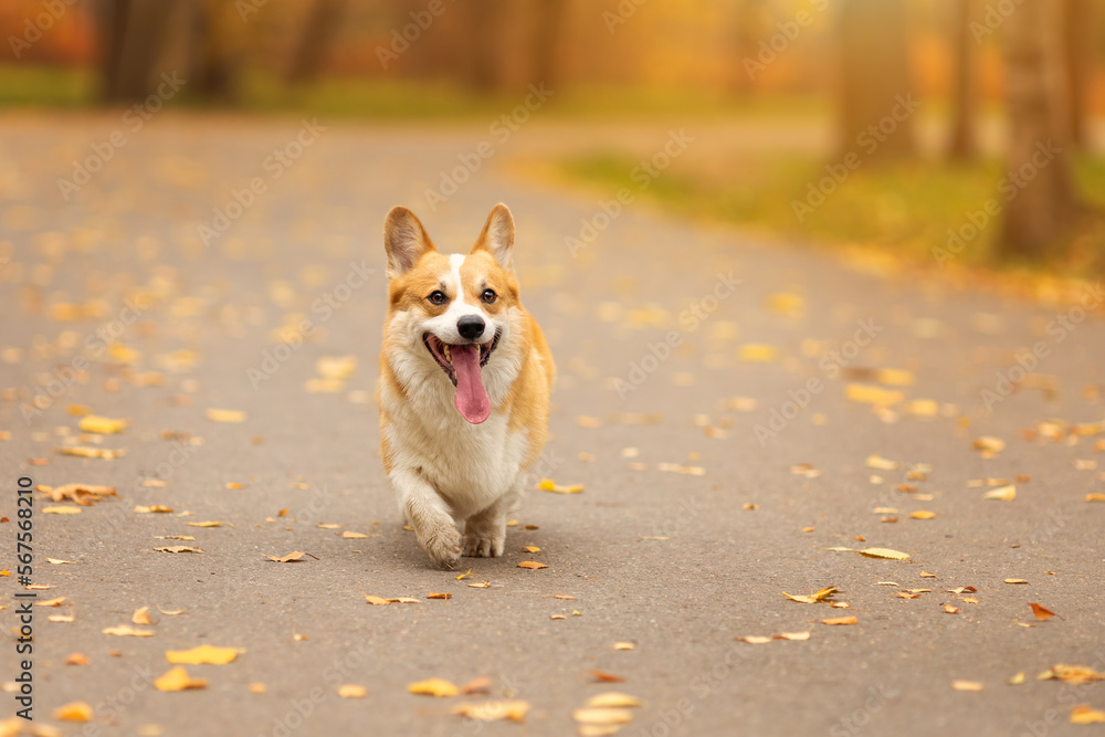 Cute dog of welsh corgi pembroke breed running on the path with yellow fallen leaves in autumn park