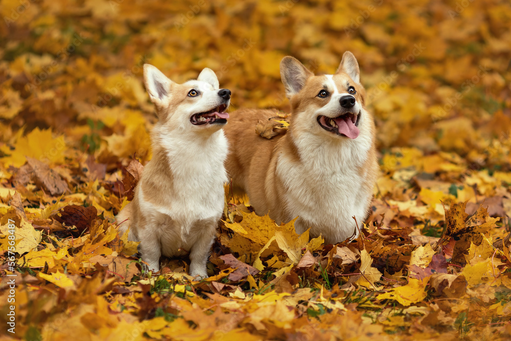Two young dogs of welsh corgi pembroke breed sitting together on yellow fallen leaves and smiling at autumn nature