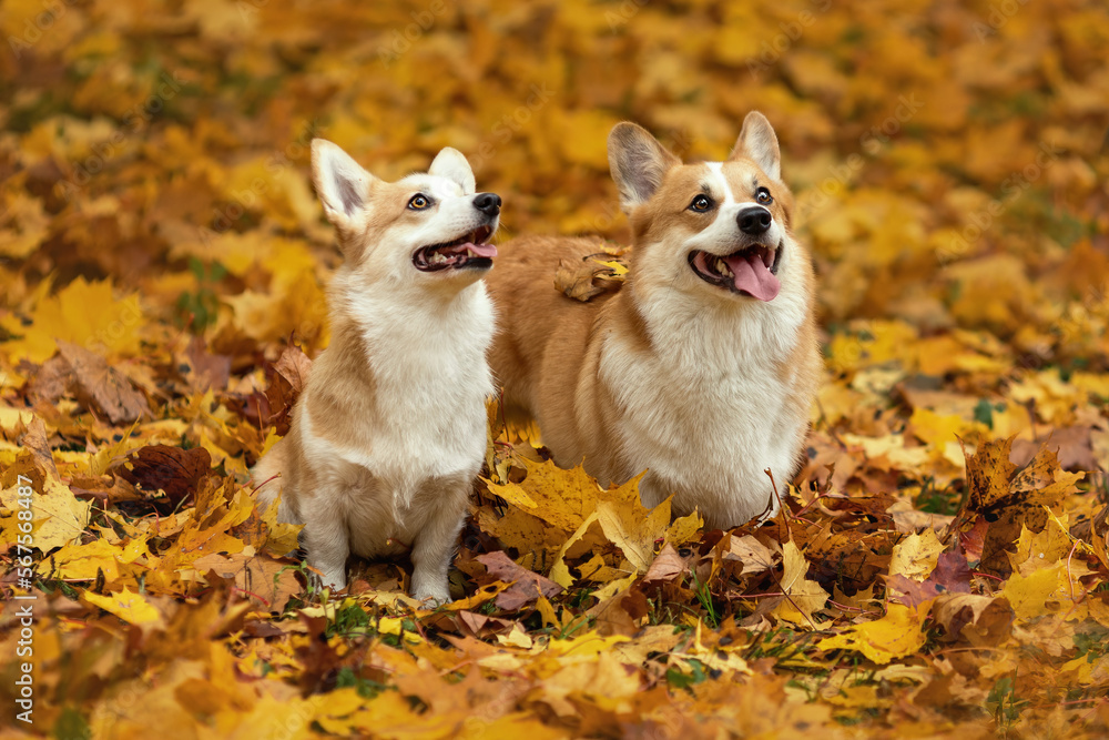 Two young dogs of welsh corgi pembroke breed sitting together on yellow fallen leaves and smiling at autumn nature Two young dogs of welsh corgi pembroke breed sitting together on yellow fallen leaves and smiling at autumn nature