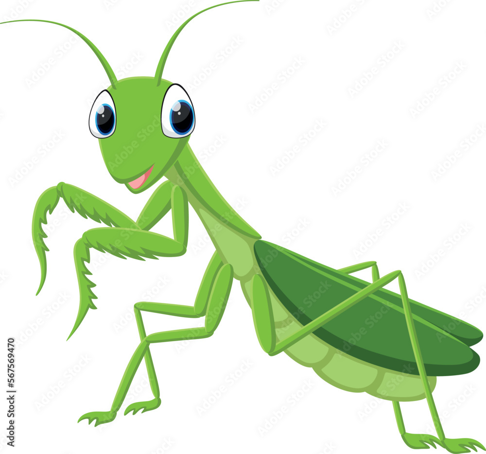 Fototapeta premium Cartoon green mantis isolated on white