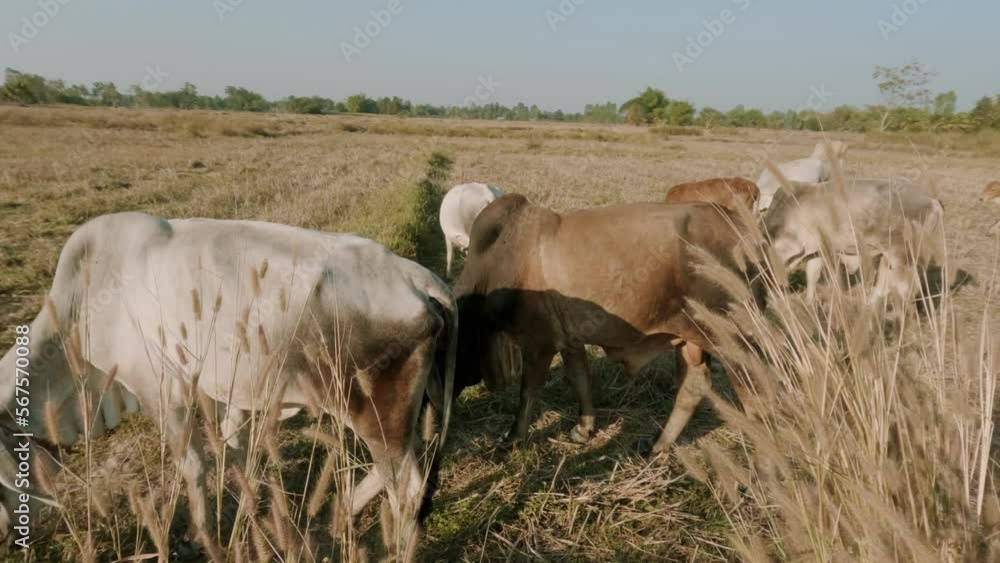 Close up of cows grazing on grass in a field, in Thailand. eating hay and silage. breeds. Close up of cows grazing on grass in a field, in Thailand. eating hay and silage. breeds.