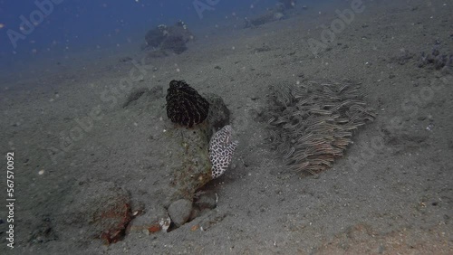 Spotted moray hid under a stone that lies at the bottom of the sea. A flock of Eeltail catfish swims nearby. 
Honeycomb Moray (Gymnothorax favagineus) IP, 300 cm. ID: white with black blotches. photo