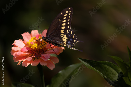 A Beautiful black eastern tiger swallowtail feasting on a orange zinnia elegans.