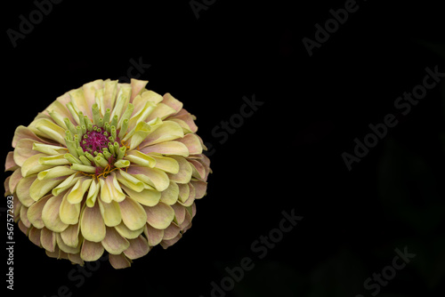 Billede på lærred Macro of a horizontal photo of a single Queeny Red Lime zinnia elegans against a